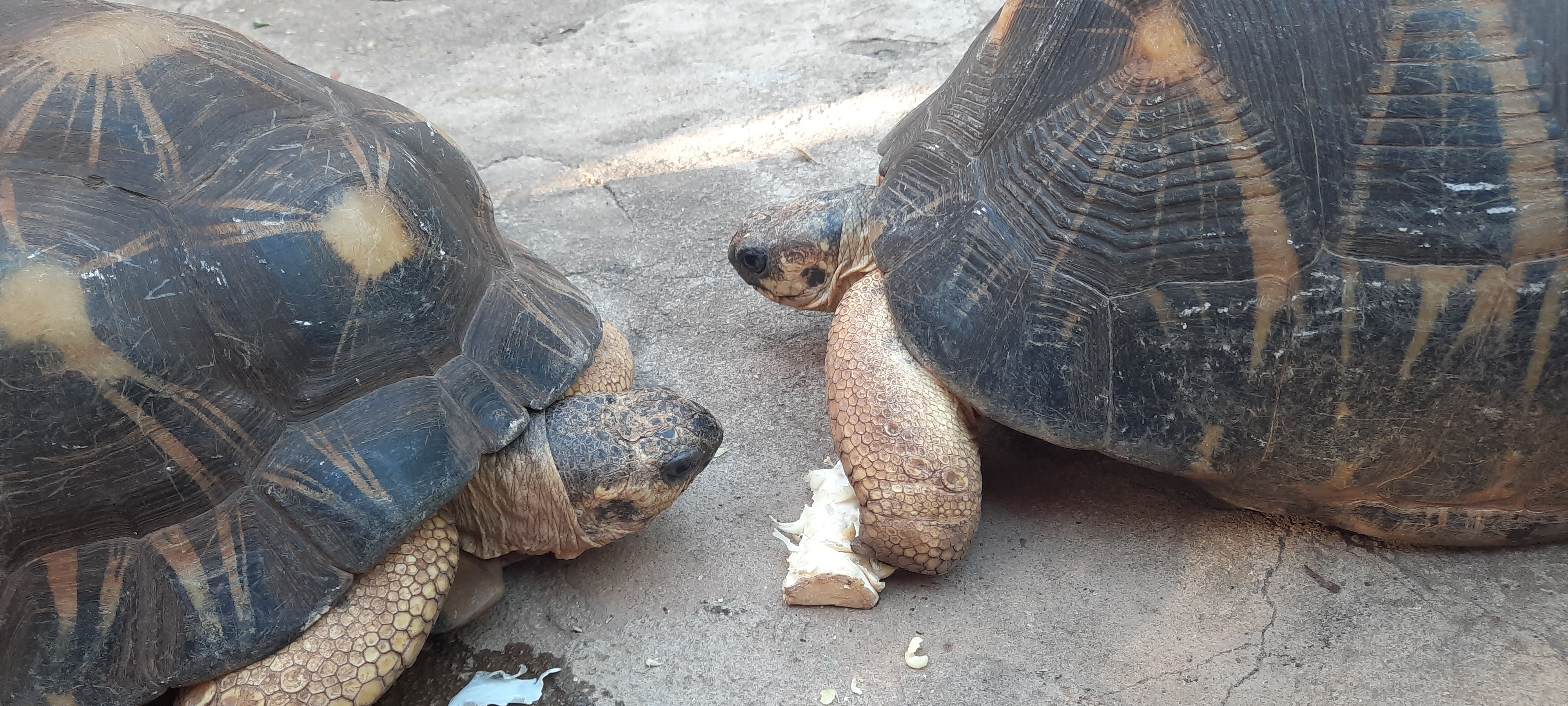 Bannière avec une photo de tortue