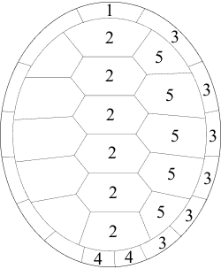 Schéma des écailles de la dossière