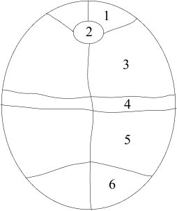 Schéma des plaques du plastron