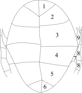 Schéma des écailles du plastron