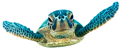 Tortue marine