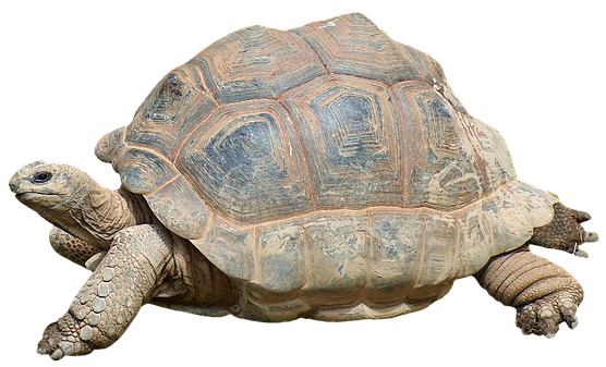 Tortue terrestre